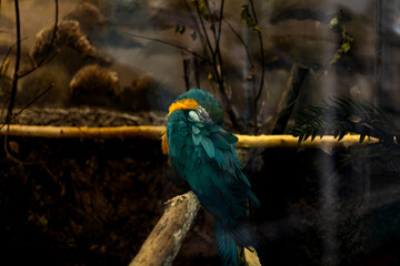 Blue-and-yellow macaw sitting with folded wings in a zoo