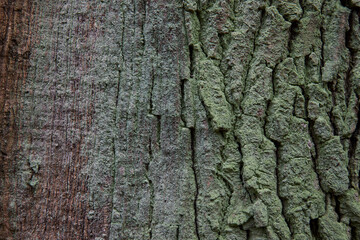 tree bark texture