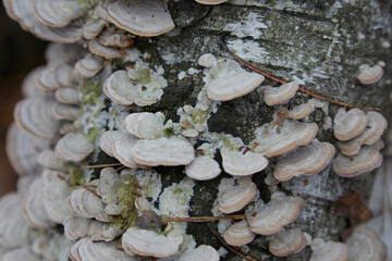 mushrooms on tree