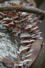 pine cones on the tree