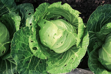 a head of young cabbage in a garden bed damaged by slugs and pests of crops on its own garden plot. traces of pests on the cabbage leaf. Holes in the leaves © PanArt