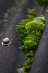 moss on the stone