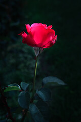 red roses in the wild, shrub with red rose flowers, blooming delicate romantic flowers. close-up, empty extension, aesthetics, postcard. Copy space