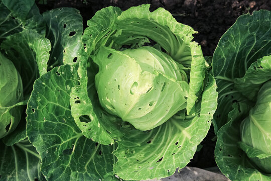 a head of young cabbage in a garden bed damaged by slugs and pests of crops on its own garden plot. traces of pests on the cabbage leaf. Holes in the leaves