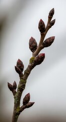 Fototapeta premium Close-up of dormant tree buds on a branch in winter season