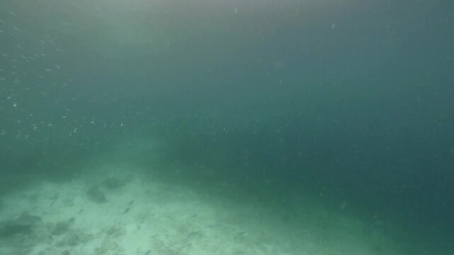 underwater scenery of schooling of fishes and rocky coral formation under the jety