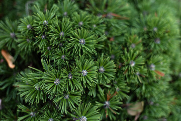 Mountain pine (Pinus mugo) with fresh green needles and compact growth