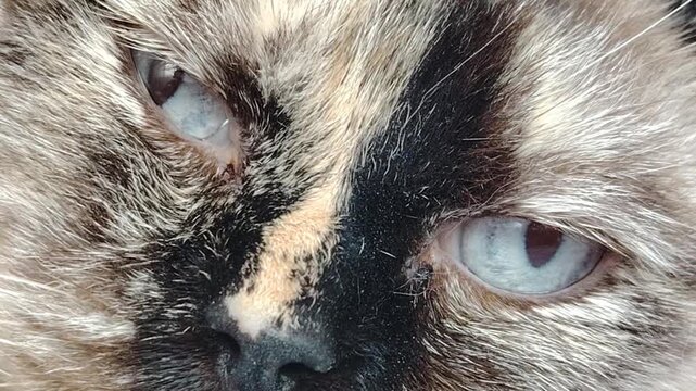 Close up of a cat face with blue eyes and tortoiseshell fur.