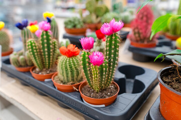 Cacti and succulents in the store