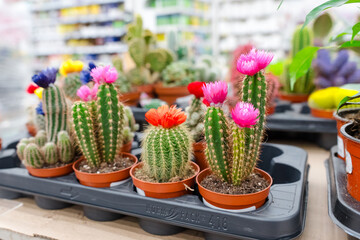 Cacti and succulents in the store