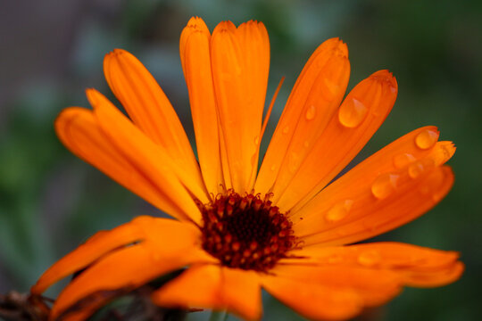 orange flower with water drops - Powered by Adobe