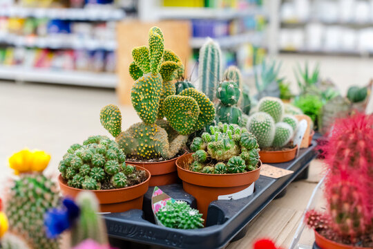 Cacti and succulents in the store - Powered by Adobe