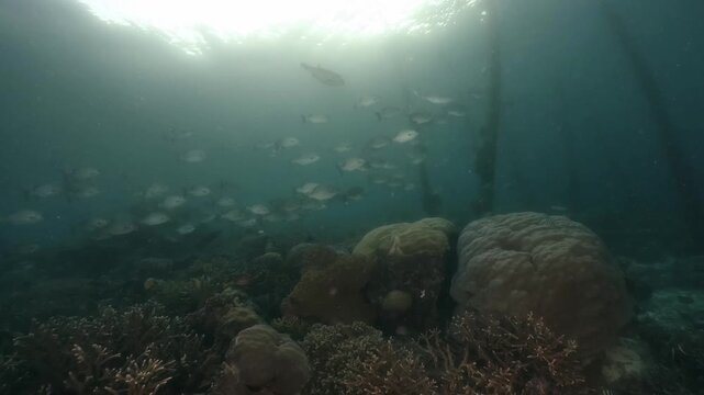underwater scenery of schooling of fishes in the blue water