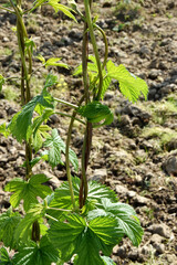 Hopfen, Humulus lupulus L., 1/4 Gerüsthöhe