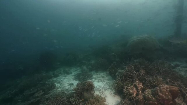 underwater scenery of schooling of fishes and rocky coral formation under the jety