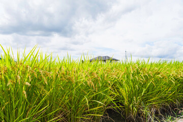Obraz premium Ears of rice plants swaying in wind in a paddy field in autumn or fall, Agriculture or cultivate,