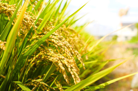 ars of rice in the rice field,asian rural