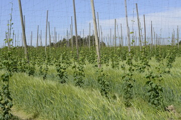 Hopfen, Zwischenfrüchte,  Hopfengarten