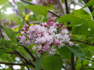 Close-up of pink and lilac semi-double lilac flowers