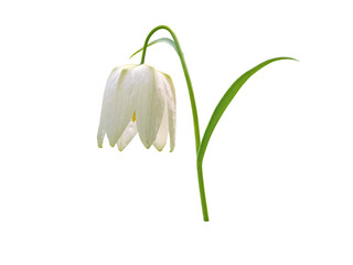Spring bell shaped white flower isolated transparent png. Decorative fritillaria.