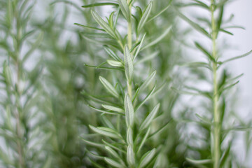 Fresh rosemary sprigs close-up on soft background