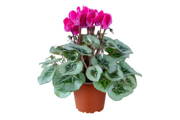 Pink cyclamen with variegated leaves in pot isolated transparent png