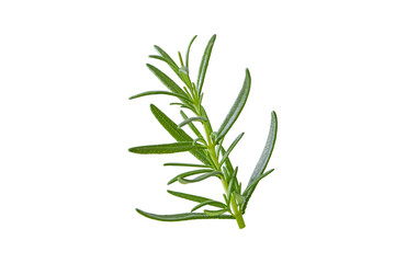 Fresh rosemary sprig isolated transparent png