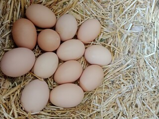 13 fresh hens eggs isolated on white.