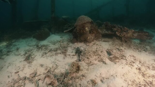 underwater scenery of schooling of fishes and rocky coral formation under the jety