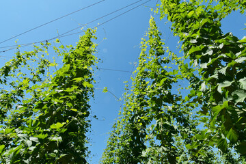 Fototapeta premium Hopfen, Hopfenblüte