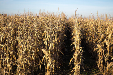 Corn field ready for harvest, autumn.
