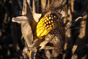 Ripe corn cob ready for harvest.
