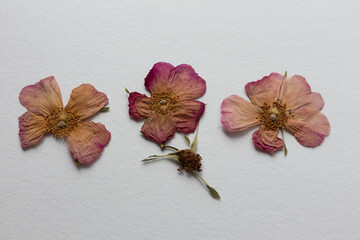 A set of dried pink flowers, rosehip buds and green leaves. medicinal plant. herbarium, scrapbooking