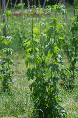 Hopfen, Humulus lupulus L. , Längenwachstum