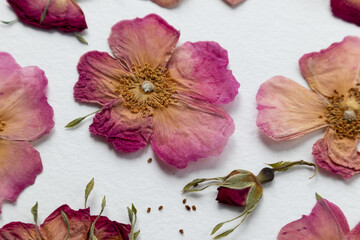 A set of dried pink flowers, rosehip buds and green leaves. medicinal plant. herbarium, scrapbooking
