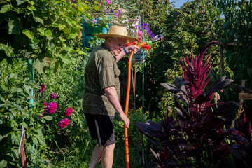 Elderly man in a straw hat diligently waters a vibrant garden on a sunny day, tending to lush...