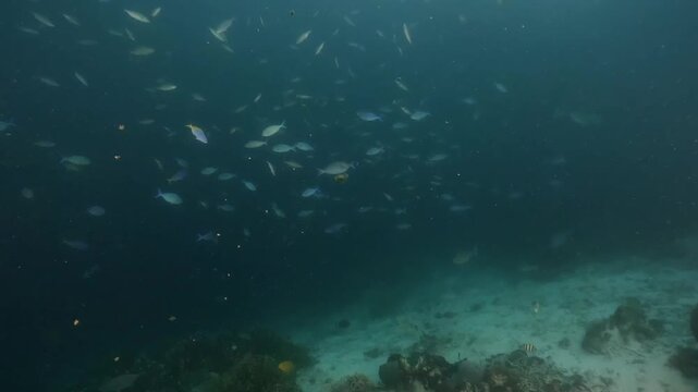 underwater scenery of schooling of fishes in the blue water