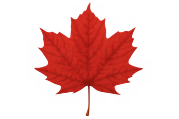 Red maple leaf representing autumn season and canada, showing fall foliage nature symbol on transparent background