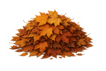 Large pile of colorful autumn foliage creating a seasonal display of dry leaves, transparent background