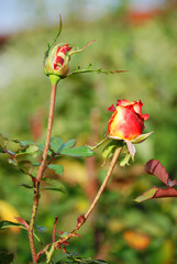 Zwei rote Rosenknospen im gr&uuml;nen Garten
