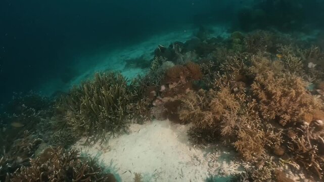 underwater scenery of schooling of fishes and rocky coral formation under the jety