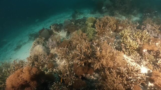 underwater scenery of schooling of fishes and rocky coral formation under the jety
