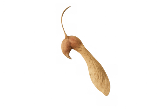 Maple samara seed on transparent background representing nature, growth, and autumn concepts