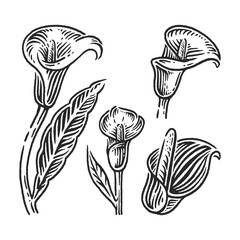 calla flower set hand drawn engraving