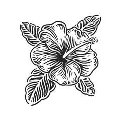 hibiscus hawaiian flower engraving hand drawn