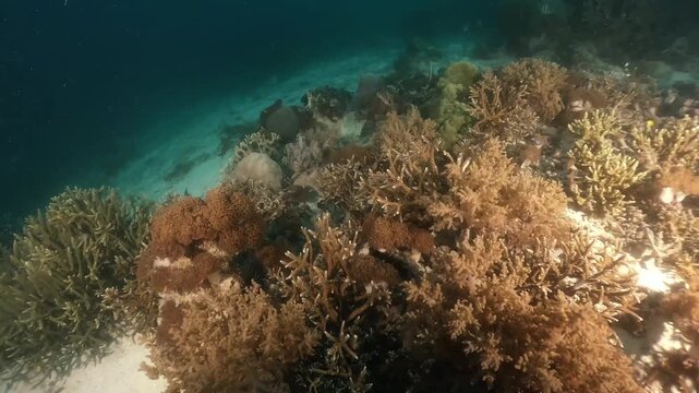 underwater scenery of schooling of fishes and rocky coral formation under the jety