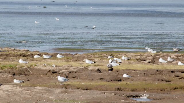 Coastal Gulls Resting and Flying on Cromarty Tidal Flats
