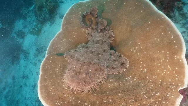 A Wobbegong shark lays on the massive coral, underwater slow motion high resolution cinematic