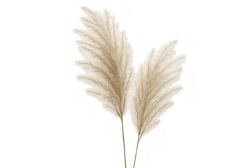 Pampas grass plumes with feathery texture, an aesthetic boho decor element on a transparent background