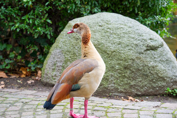 feather, pond, beak, frankfurt am main, beauty, egyptian goose, city, germany, albert mangelsdorff,...